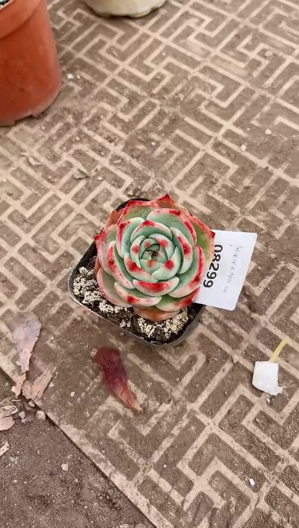 【闪购商品】09299