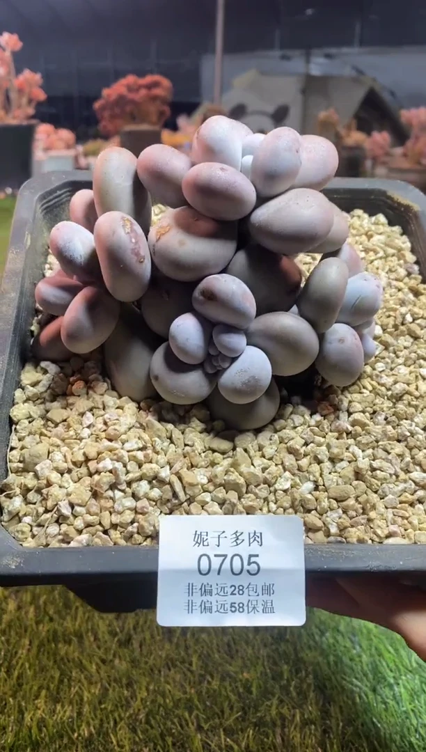 【闪购商品】0705a