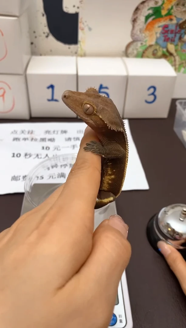 睫角守宫Scale Tail 爬宠J7