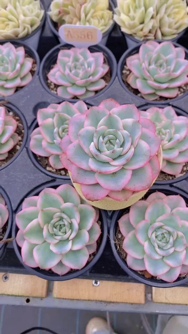 A356-奶油黄桃锦脱土发（量拍）