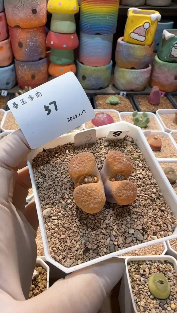 【闪购商品】25.1.17-57