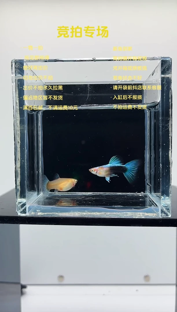 孔雀鱼黄化蓝礼服欧翼一对-50