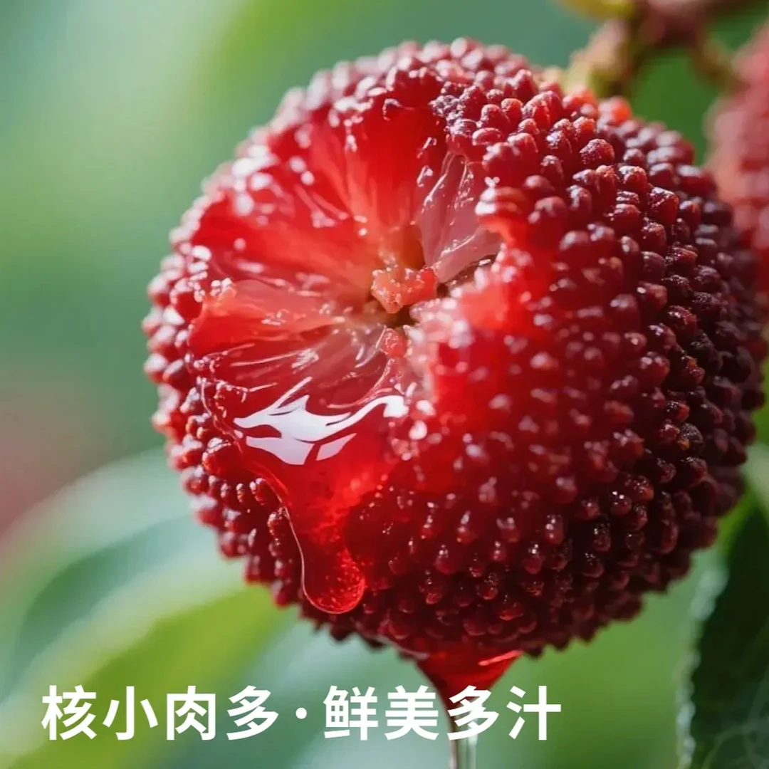 【福利加赠】礼盒包装正宗东魁杨梅大果果园新鲜冷链直发杨梅现摘现发约4斤2d浙江省