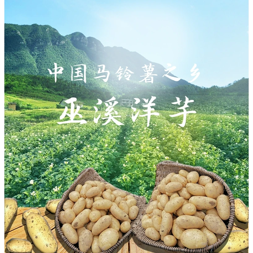 重庆巫溪巫溪洋芋软糯清香