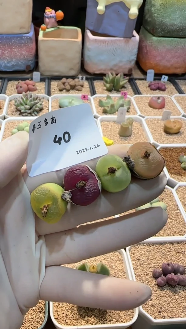 【闪购商品】25.1.24-40水兵月