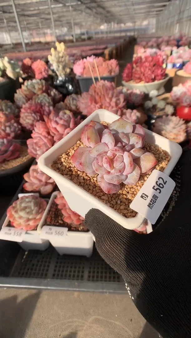 562橙子石化多肉植物一物一拍