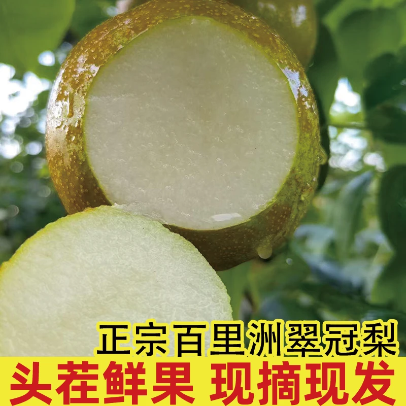 湖北百里洲现摘翠冠梨新鲜应季水果脆甜多汁细腻无渣