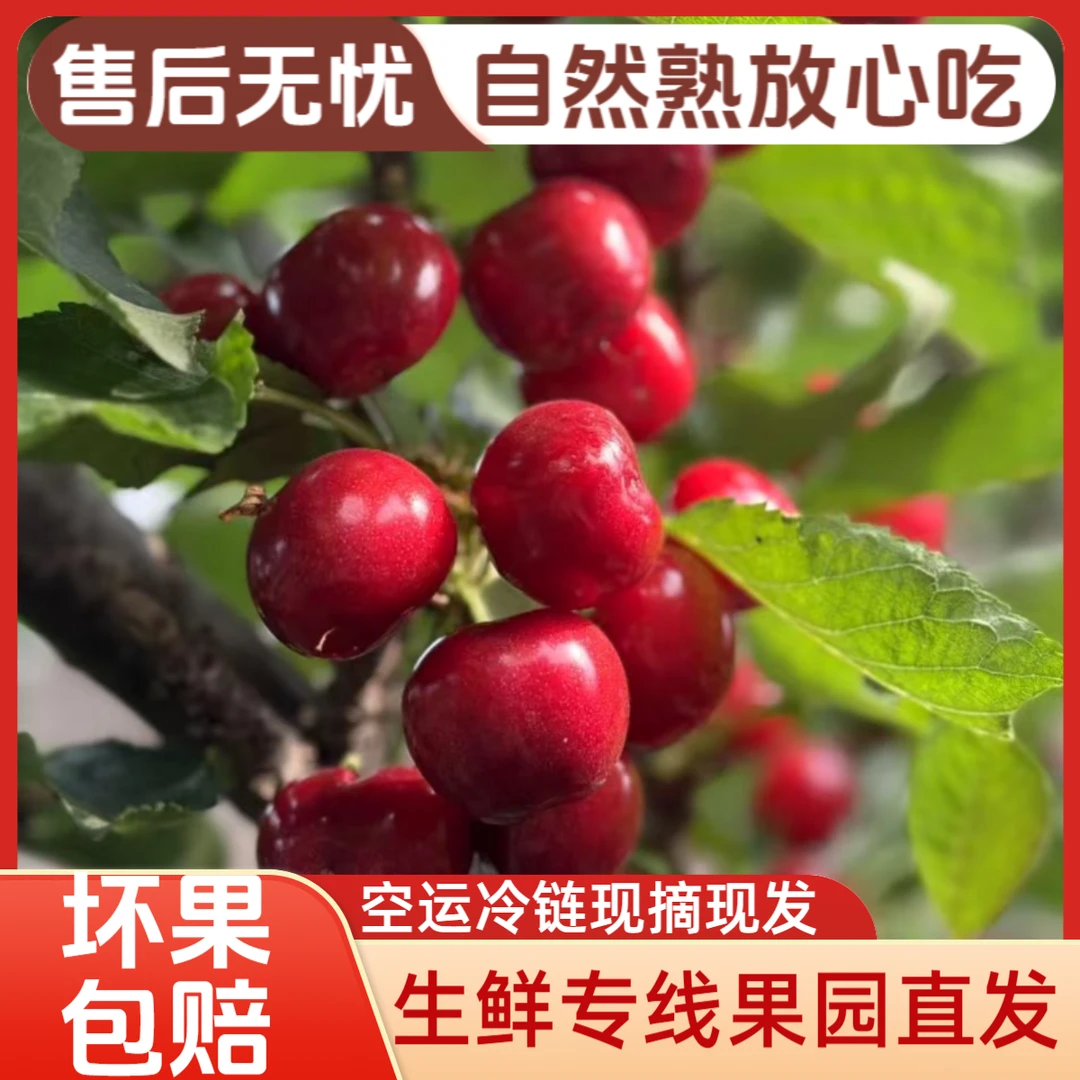 山东露天大樱桃新鲜水果孕妇当天采摘空运冷链4J5斤一箱A