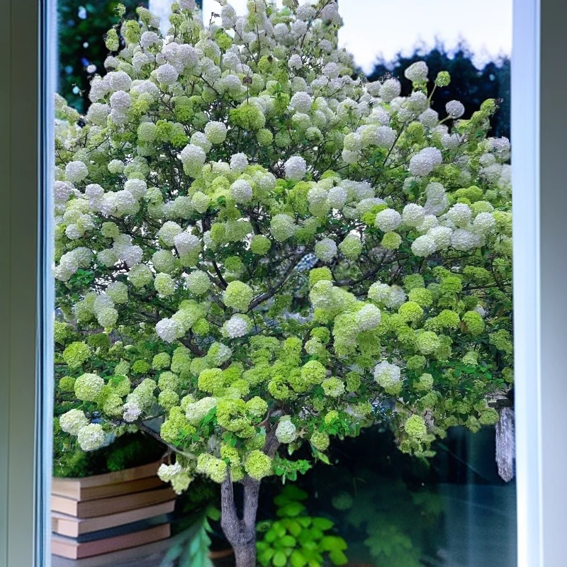 中华木绣球斗球3加仑原杯原土