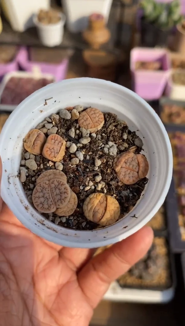 【闪购商品】8550 直播一物一拍