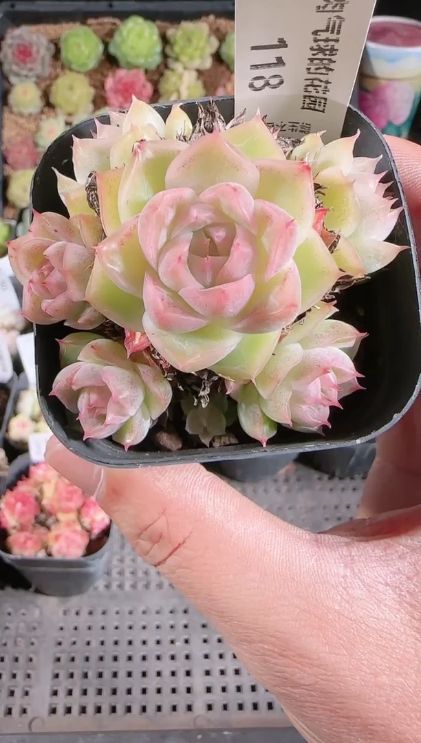 1201-118多肉群生不包整