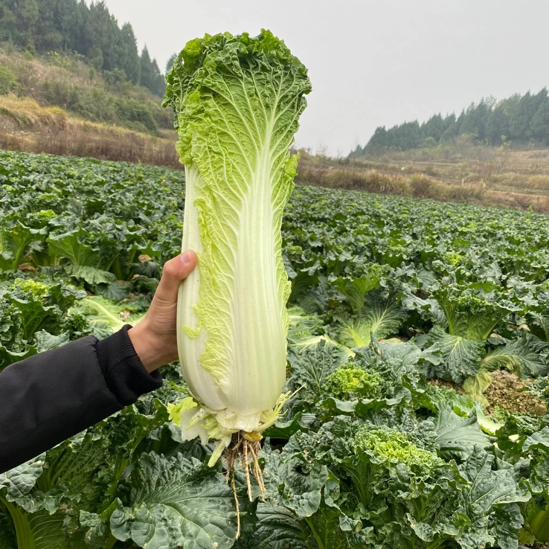 天津大青麻绿叶菜种子秋菜高产抗病高直筒大白菜蔬菜种子耐热白菜