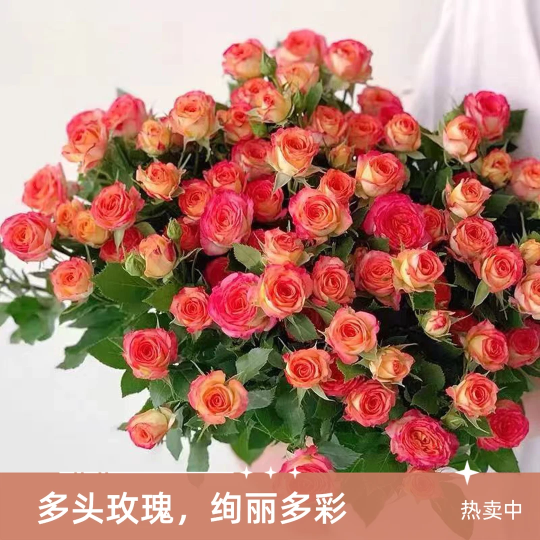 【爱丽丝】云南斗南基地现采现发品质好爱丽丝多头玫瑰10支