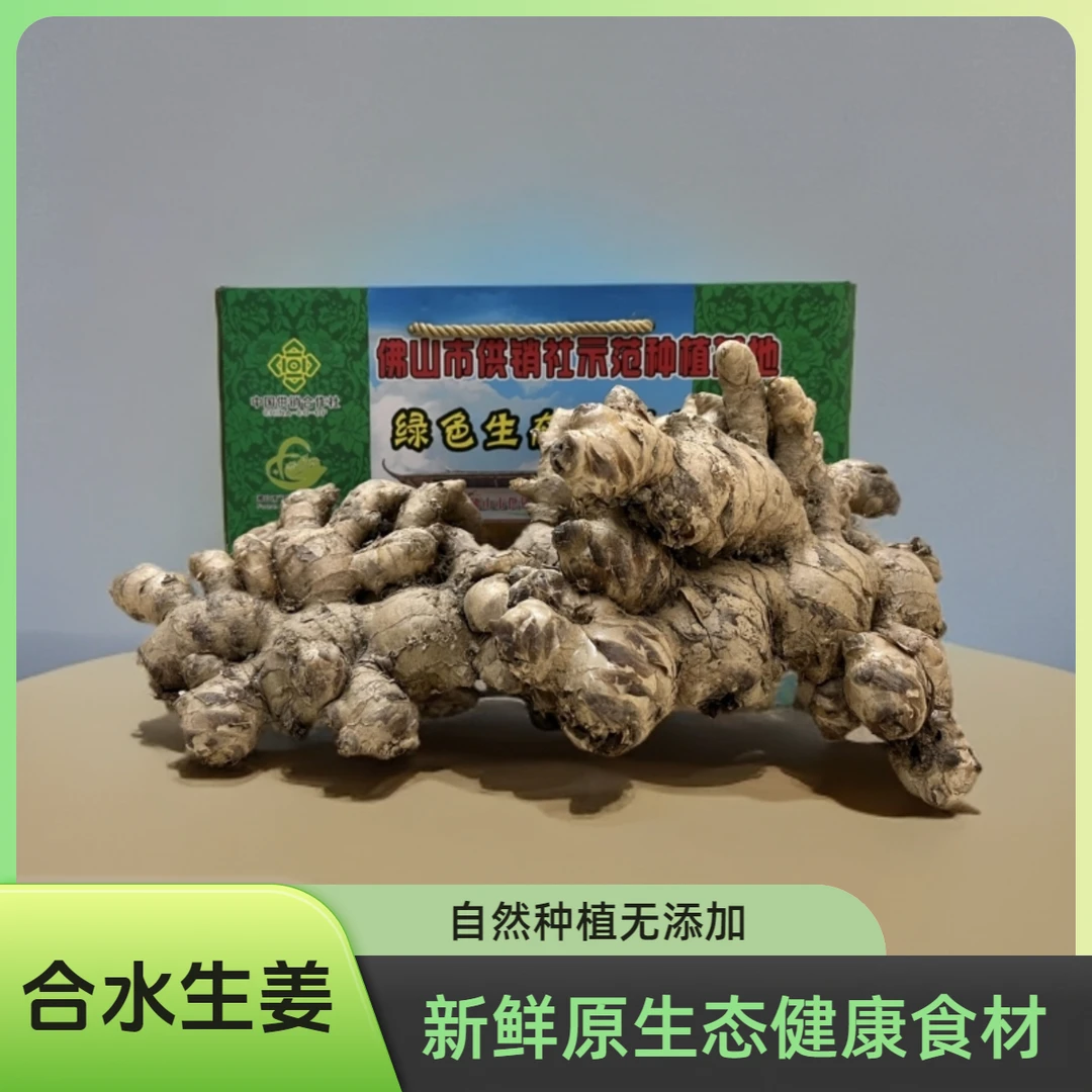 正宗合水生姜健康绿色无渣芳香辛辣高明特色农产品