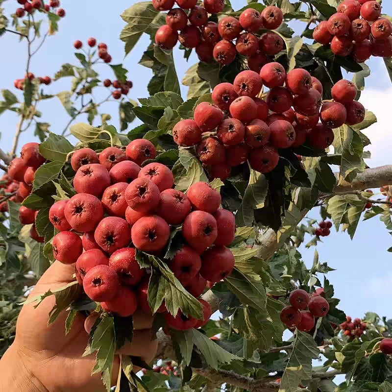 原盆原土山楂带花苞 一物一拍