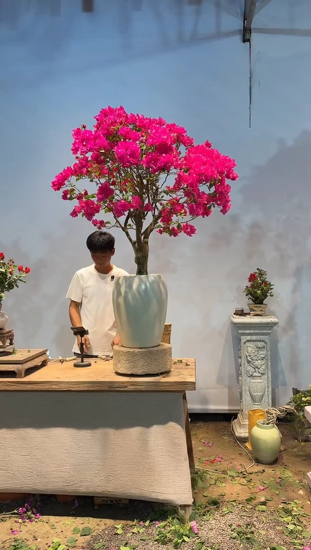 全部花朵老*三角梅37