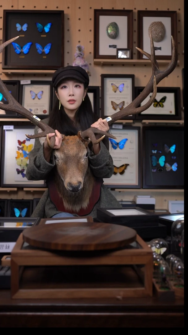 大型动物标本摆件