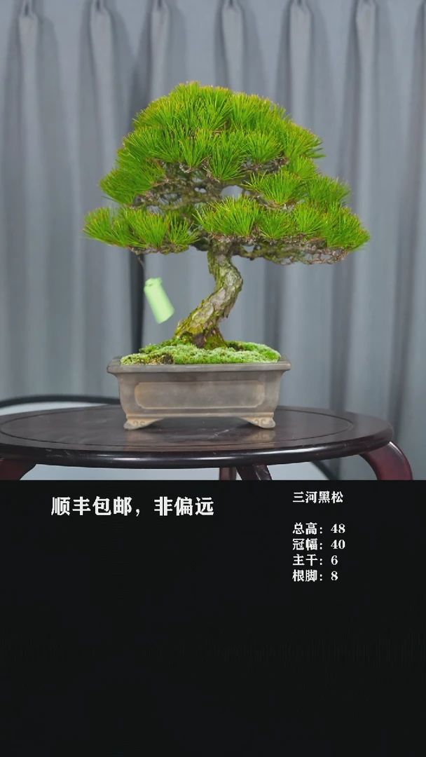 【闪购商品】三河黑松-T44