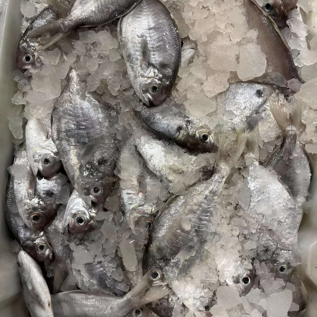 野生肉鲳鱼【5斤】规格以直播为标准锁鲜发货