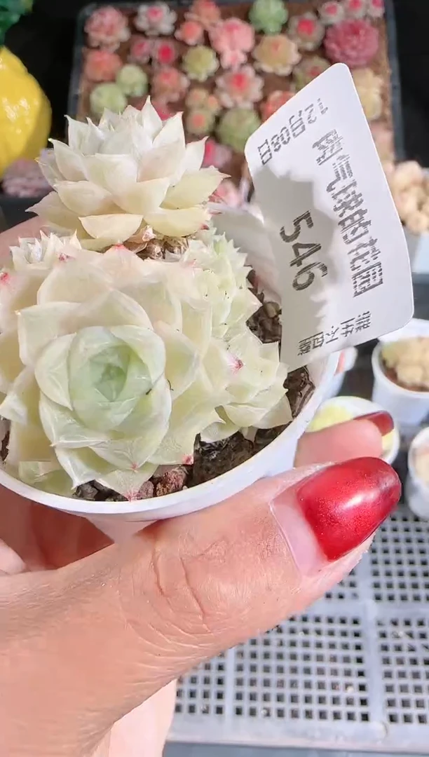 1208-546多肉群生不包整