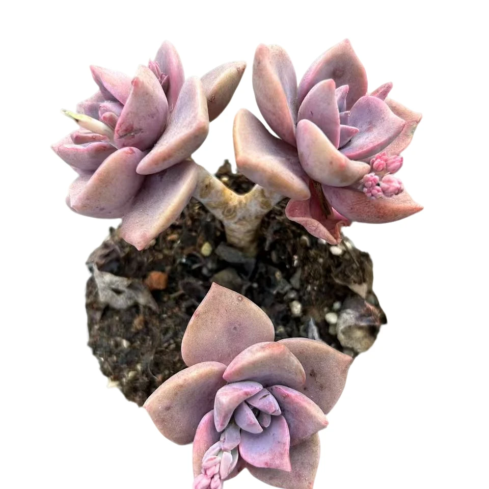 【彩虹糖】 精品丸叶老桩多肉植物 办公桌阳台院子养护 脱土裸根发