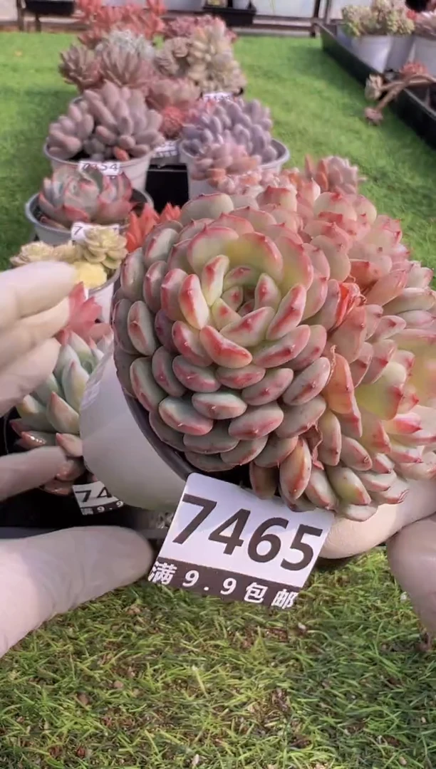 【闪购商品】信福多肉一物一拍