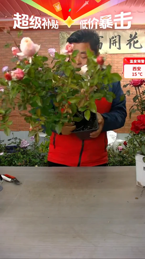 当前无花朵，栽培后可花朵园丁老班