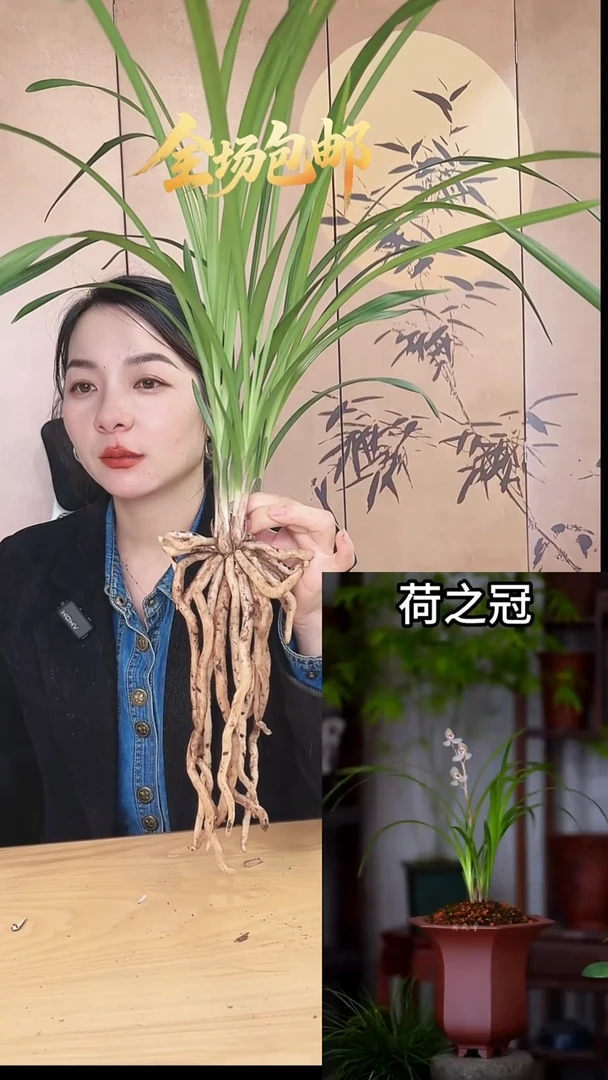 当前无花栽培后可以开花：荷之冠