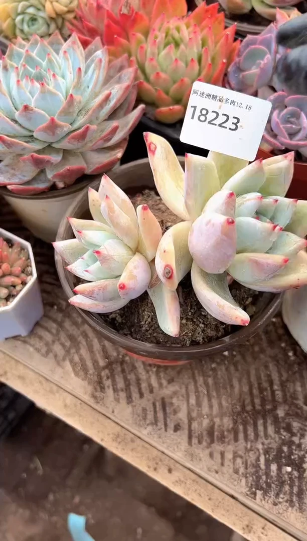 年**?多肉植物一物一拍18223