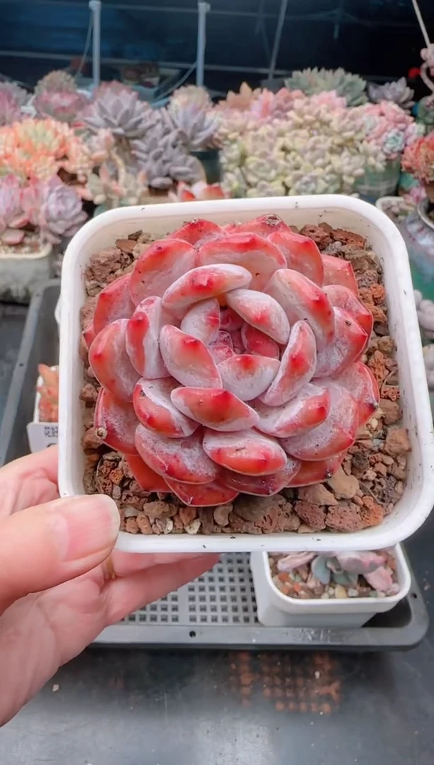 【闪购商品】6689.