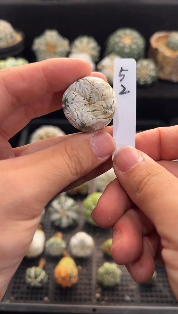 实生根星兜无盆土编码52