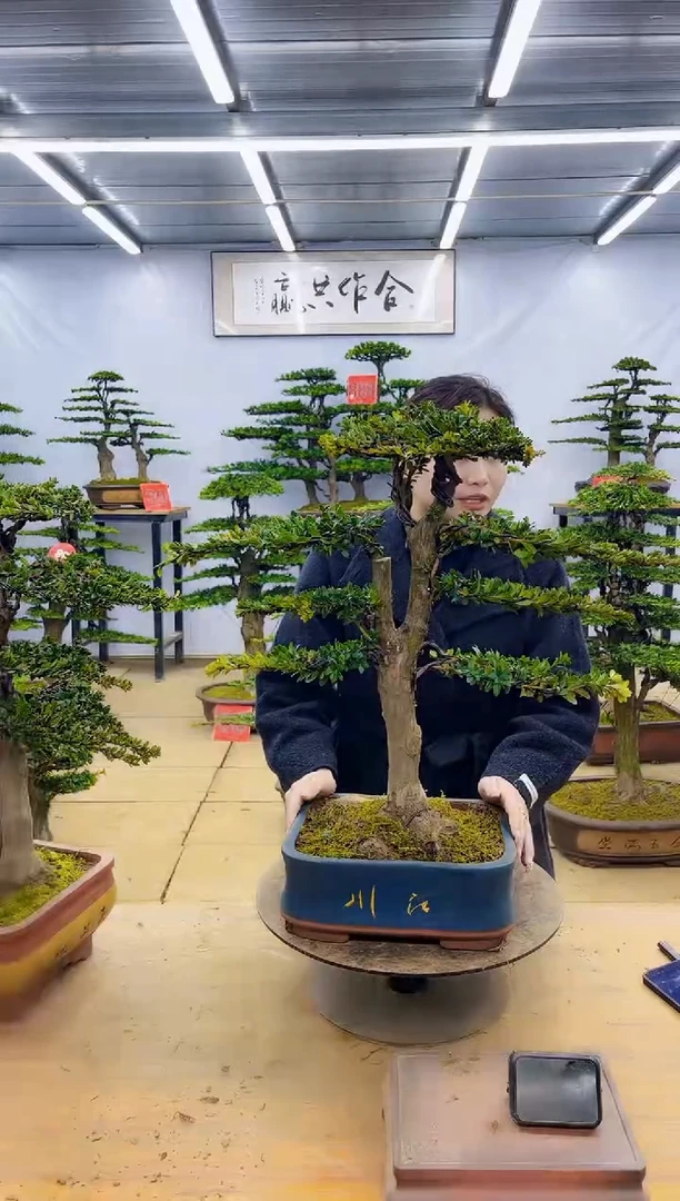 【闪购商品】高端盆景一物一拍，所见即所得