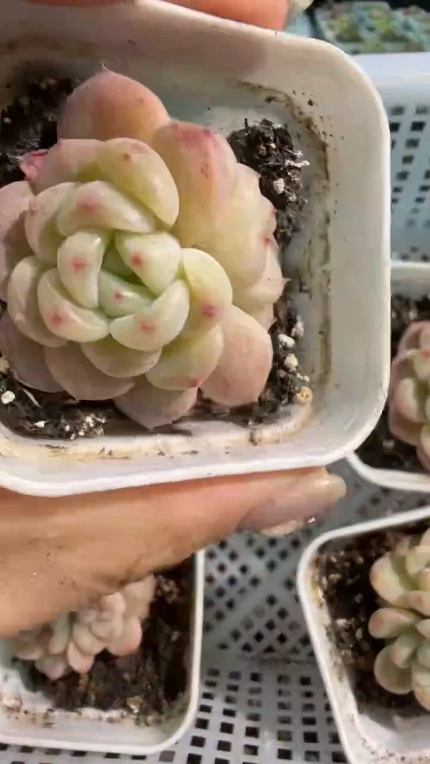 T秃 五方一盆 单双混 量拍混发