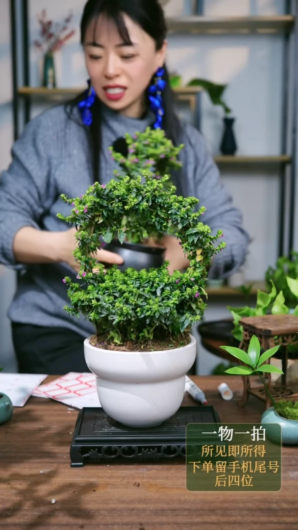 【闪购商品】159--7223满天星白