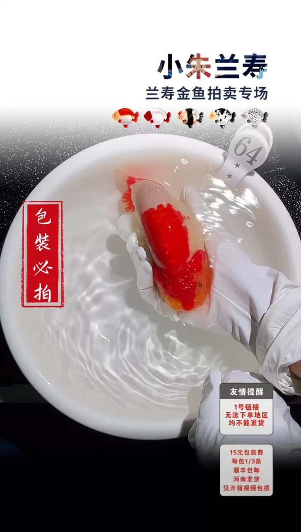金鱼包装必拍未拍顺丰到付64号