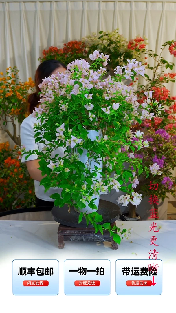 完全开放魔法樱花