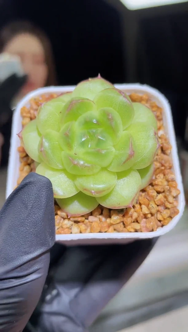 1507       黄冰翡      4.0 厘米左右    量拍随机发