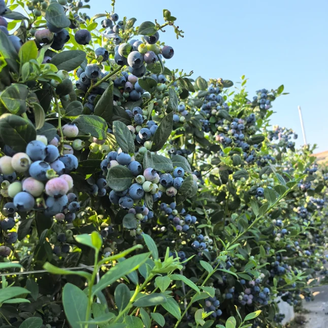 【L花香25蓝莓】蓝莓果树苗盆栽地栽阳台小院均可种植简单