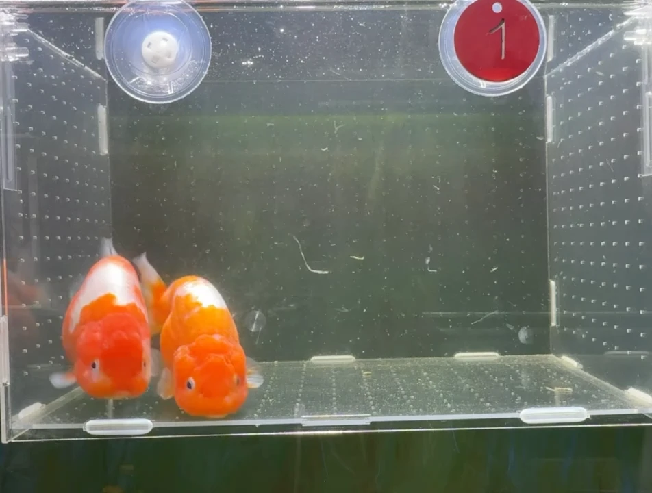 龙睛金鱼兰寿泰狮观赏鱼