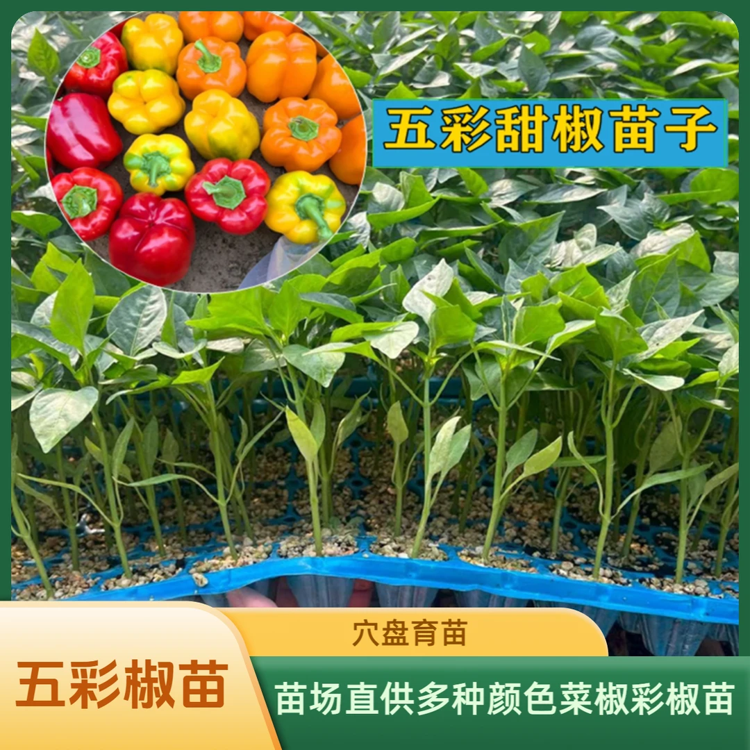 基地直发现挖带土辣椒苗多种绿植秧苗优质壮苗甜椒苗子菜椒苗子