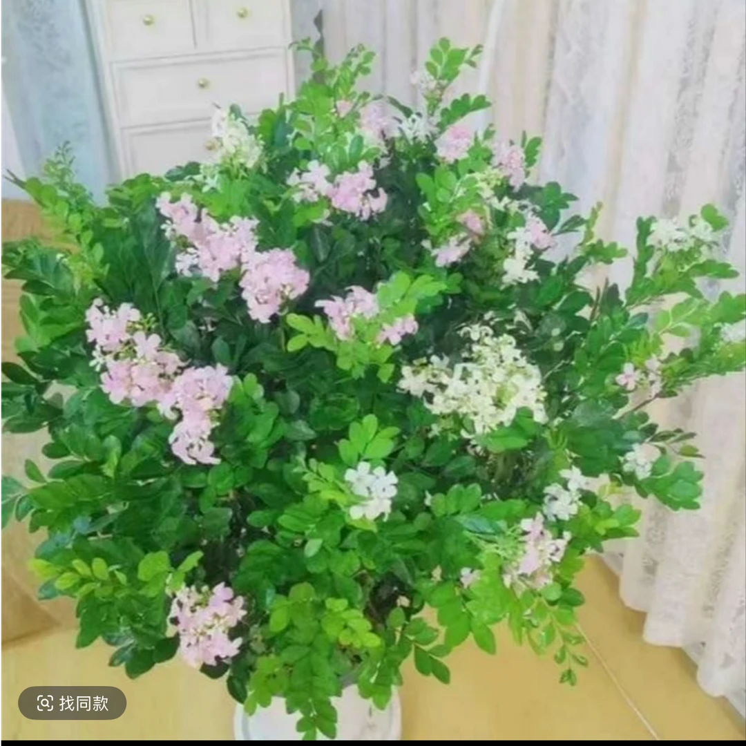 x浓香九里香盆栽老庄室内阳台地载庭院驱蚊四季开花