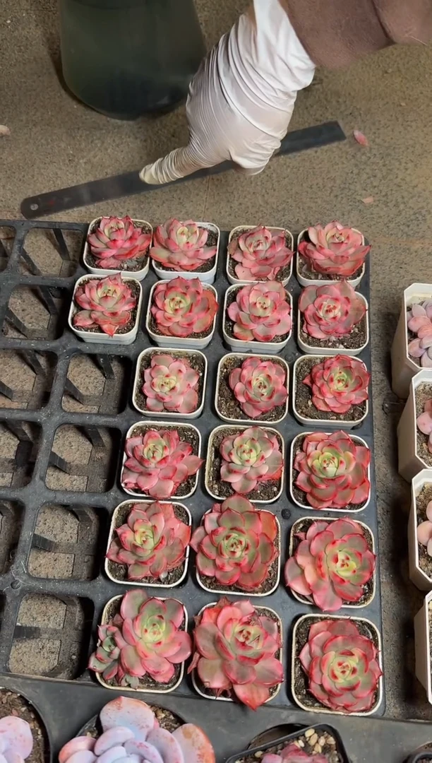 50#花脸弗朗明戈锦不包正（3-5cm）带盆土