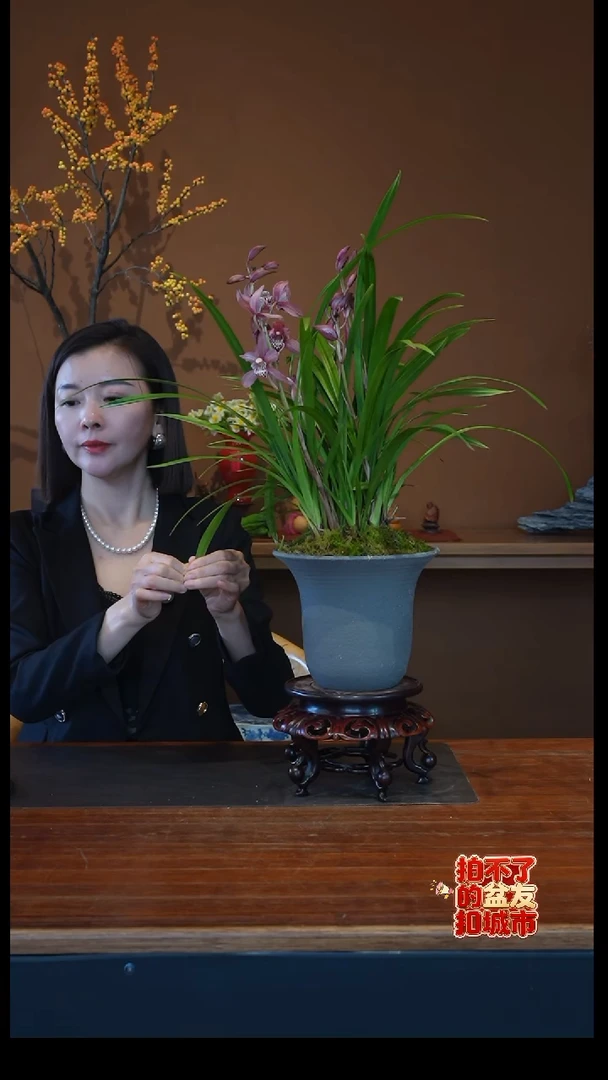 全部花朵红如意盆景盆景