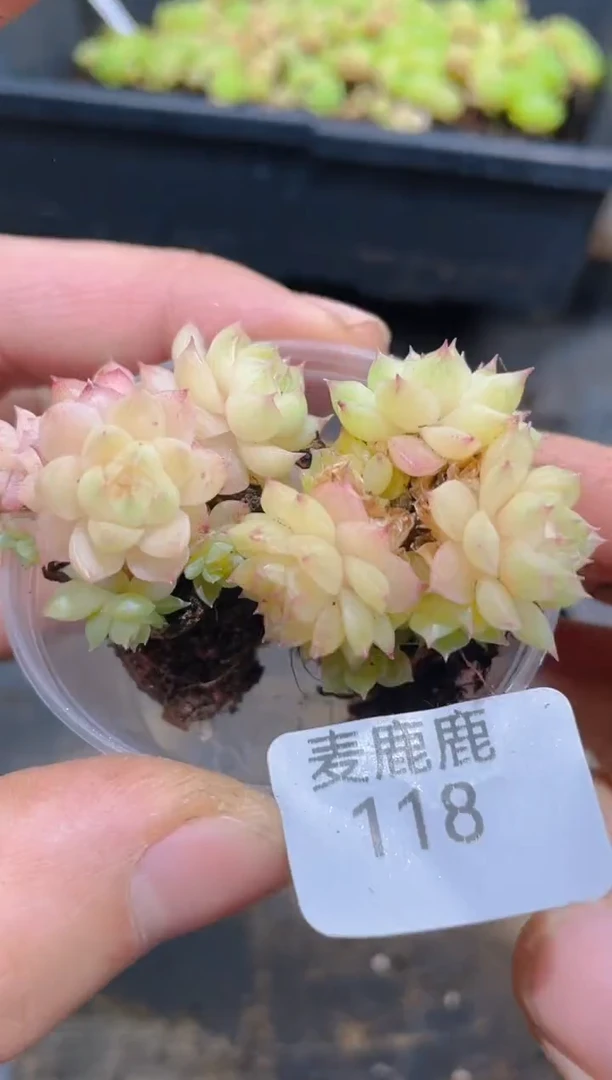 118晶体粉白麦秆不包整散      量拍2颗