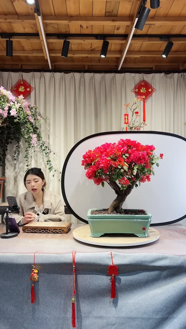 【闪购商品】盆景同安红