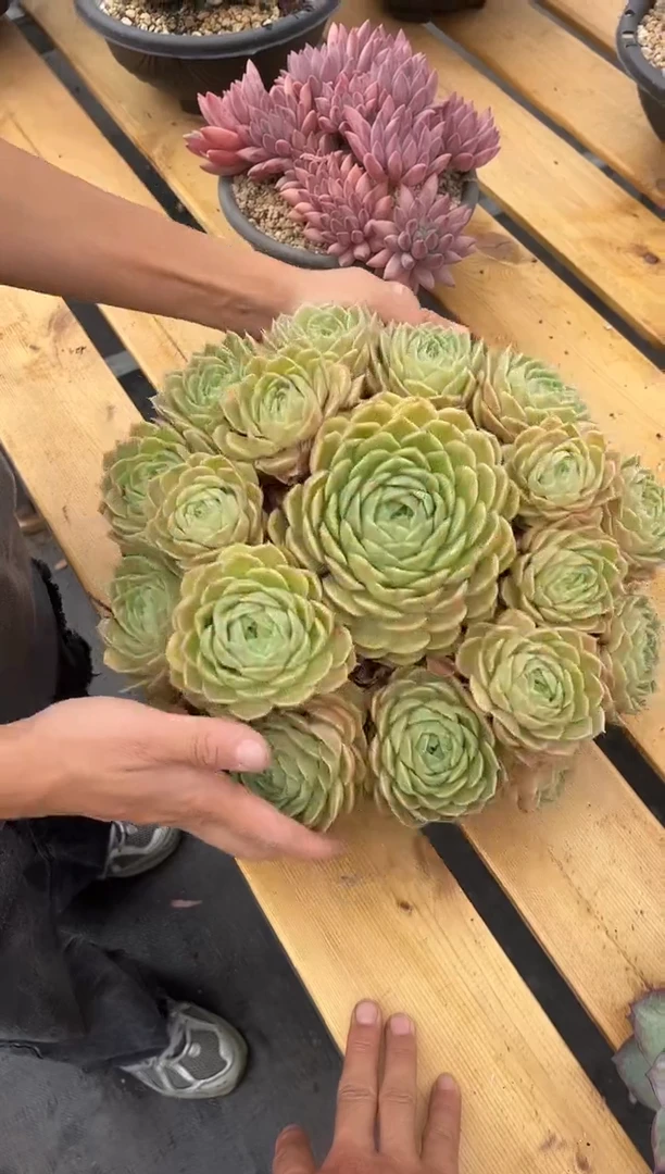 昂斯诺