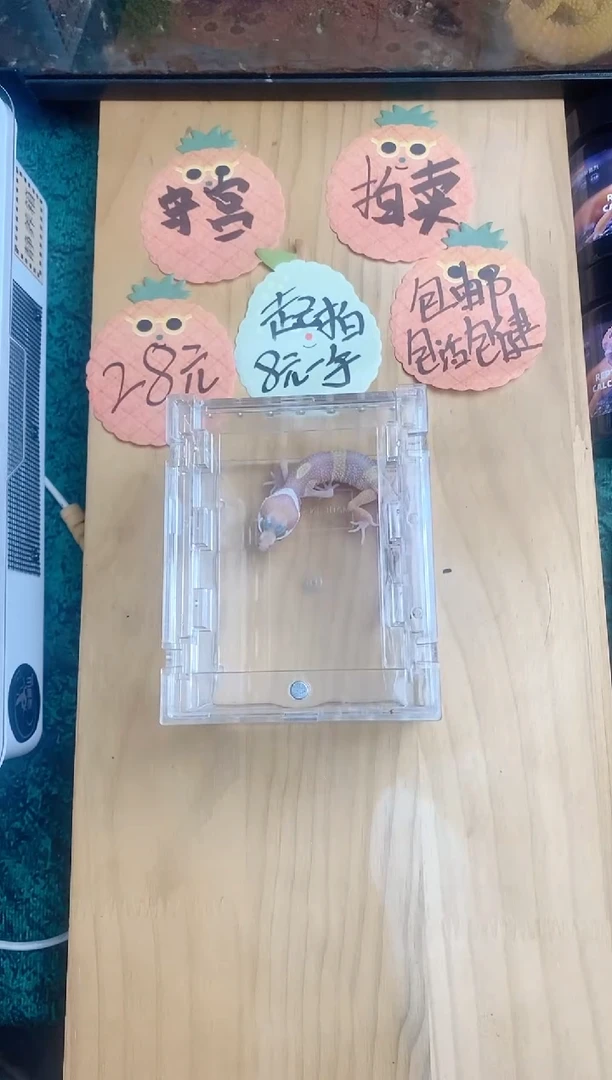 豹纹守宫白黄雪花