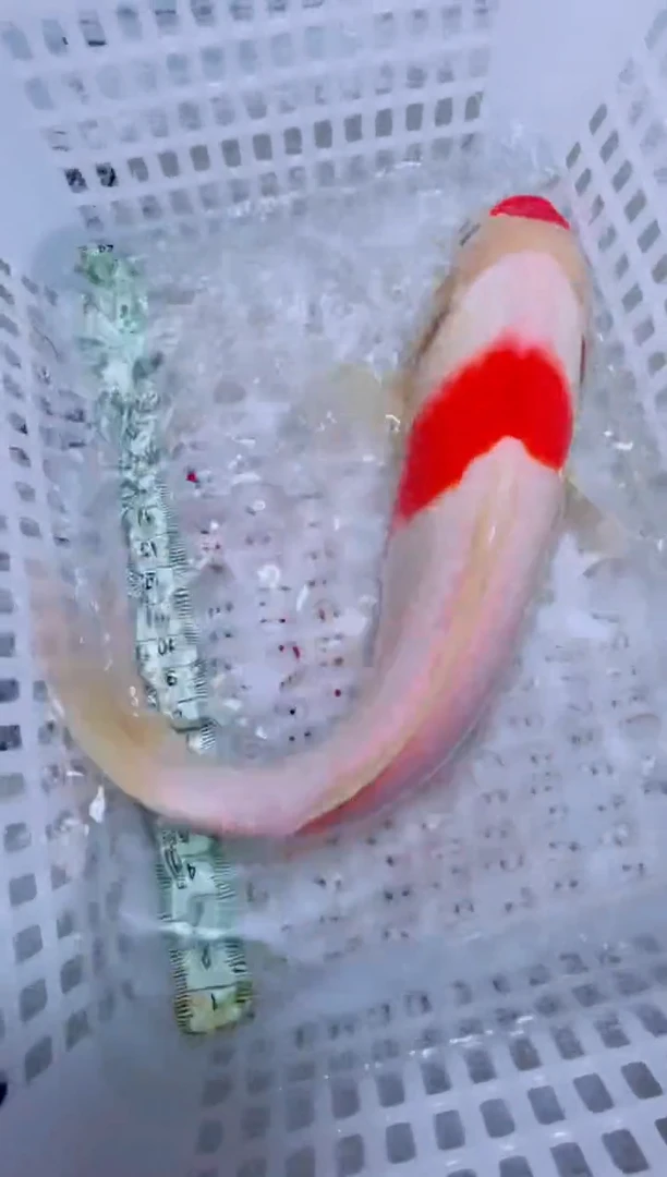 锦鲤锦鲤一物一拍包邮25