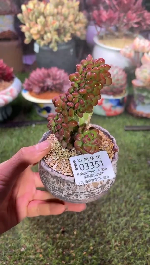 【闪购商品】03351