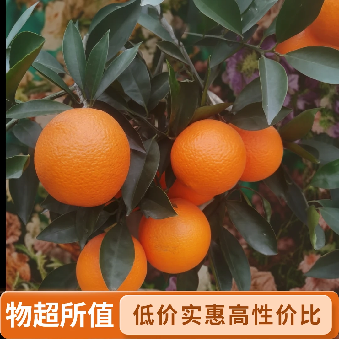 秭归纽荷尔「圆红」现摘现发甘甜